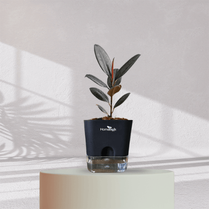 Rubber Plant with Self Watering Pot - Homebagh