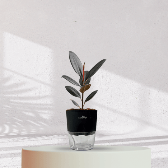 Rubber Plant with Self Watering Pot - Homebagh