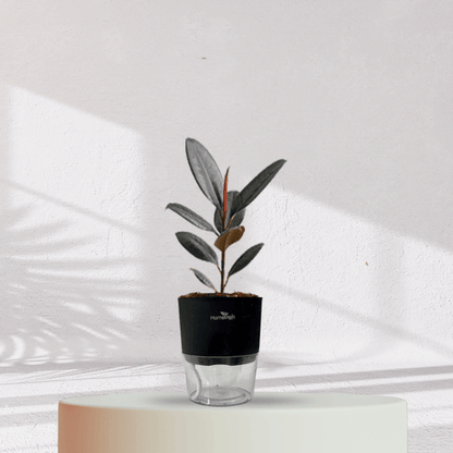 Rubber Plant with Self Watering Pot - Homebagh