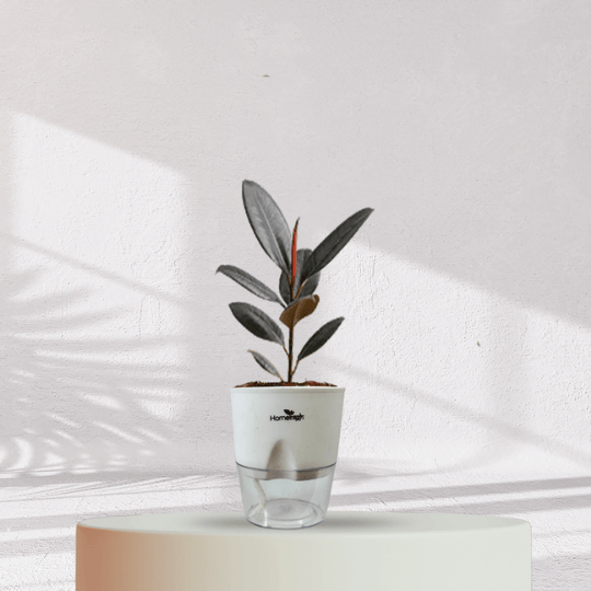 Rubber Plant with Self Watering Pot - Homebagh