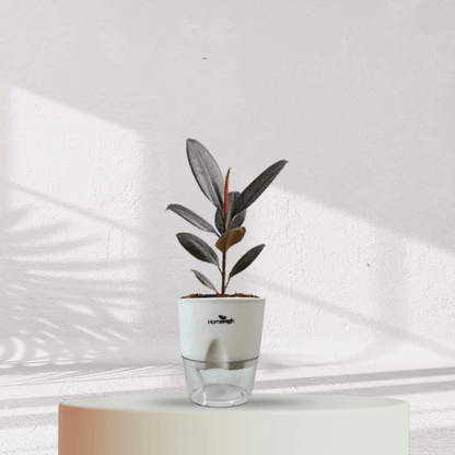 Rubber Plant with Self Watering Pot - Homebagh