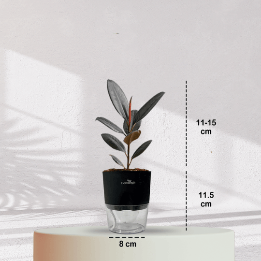 Rubber Plant with Self Watering Pot - Homebagh