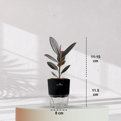 Rubber Plant with Self Watering Pot - Homebagh