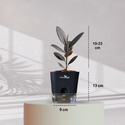 Rubber Plant with Self Watering Pot - Homebagh