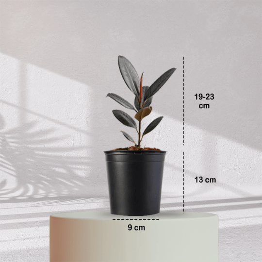 Rubber Plant with Self Watering Pot - Homebagh
