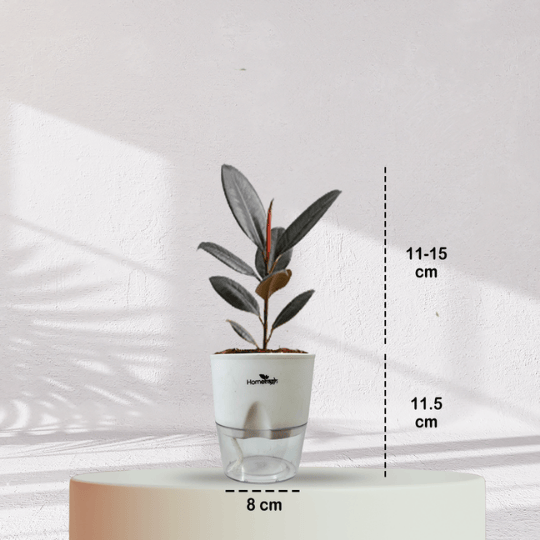 Rubber Plant with Self Watering Pot - Homebagh