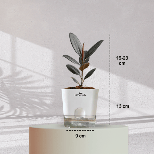 Rubber Plant with Self Watering Pot - Homebagh