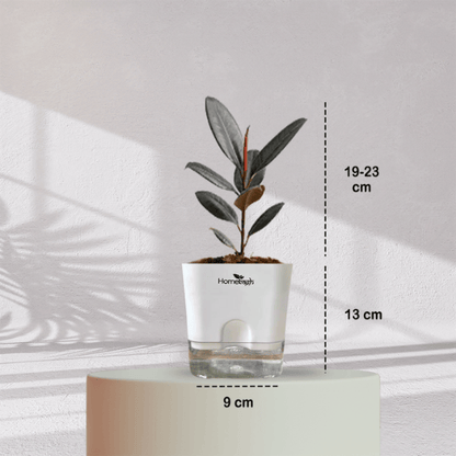 Rubber Plant with Self Watering Pot - Homebagh