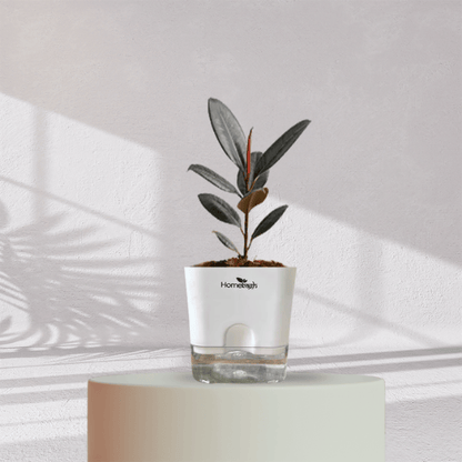 Rubber Plant with Self Watering Pot - Homebagh