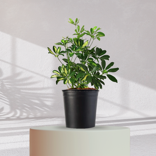 SCHEFFLERA - Homebagh