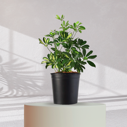 SCHEFFLERA