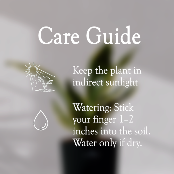 Snake Plant With Self Watering Pot - Homebagh