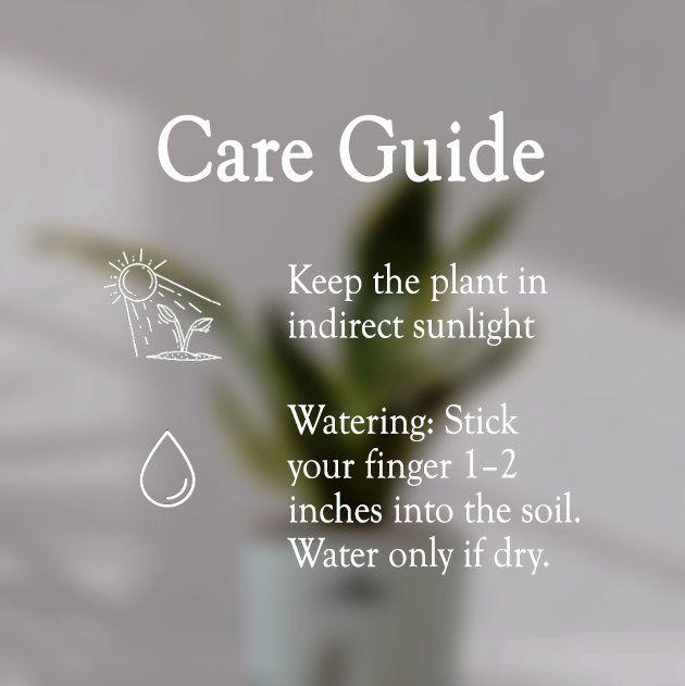 Snake Plant With Self Watering Pot - Homebagh