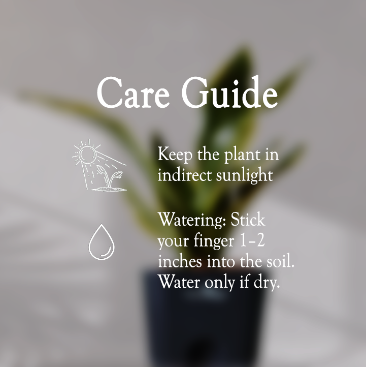 Snake Plant With Self Watering Pot - Homebagh