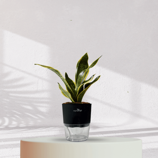 Snake Plant With Self Watering Pot - Homebagh