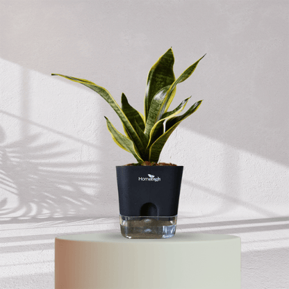 Snake Plant With Self Watering Pot - Homebagh