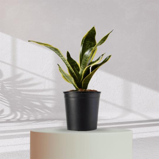 Snake Plant With Self Watering Pot - Homebagh