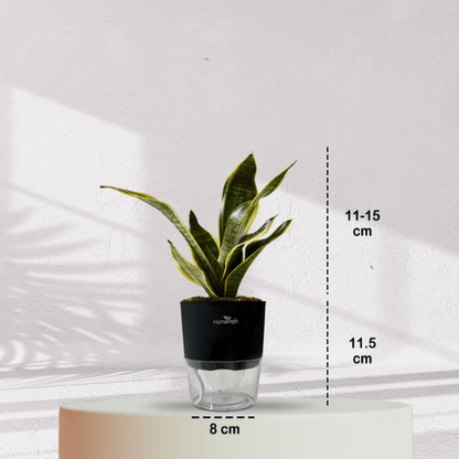 Snake Plant With Self Watering Pot - Homebagh