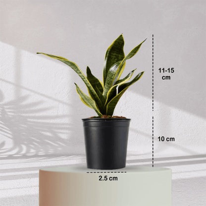 Snake Plant With Self Watering Pot - Homebagh