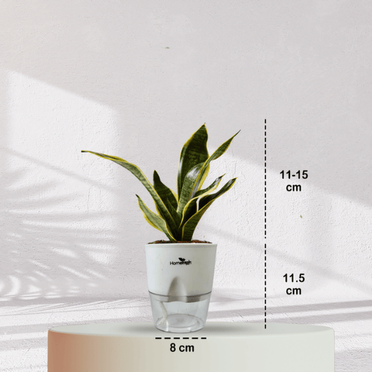 Snake Plant With Self Watering Pot - Homebagh