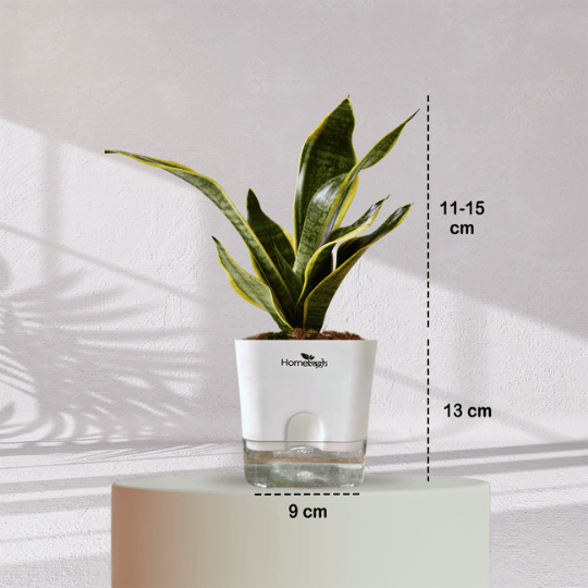Snake Plant With Self Watering Pot - Homebagh