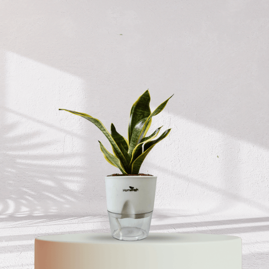 Snake Plant With Self Watering Pot - Homebagh