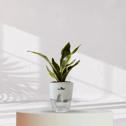 Snake Plant With Self Watering Pot - Homebagh