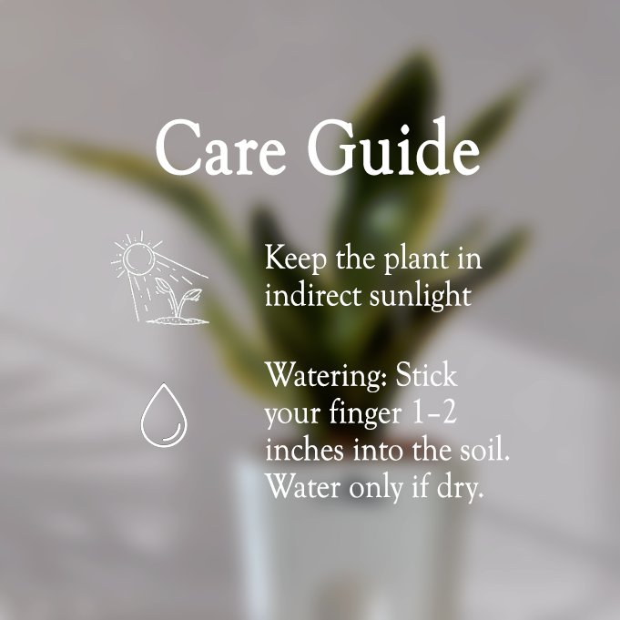 Snake Plant With Self Watering Pot - Homebagh