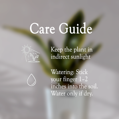 Snake Plant With Self Watering Pot - Homebagh