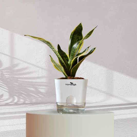Snake Plant