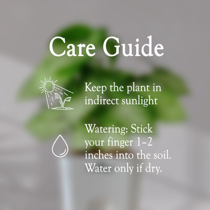 Syngonium Green Plant