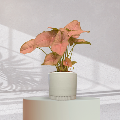 Syngonium Pink Plant