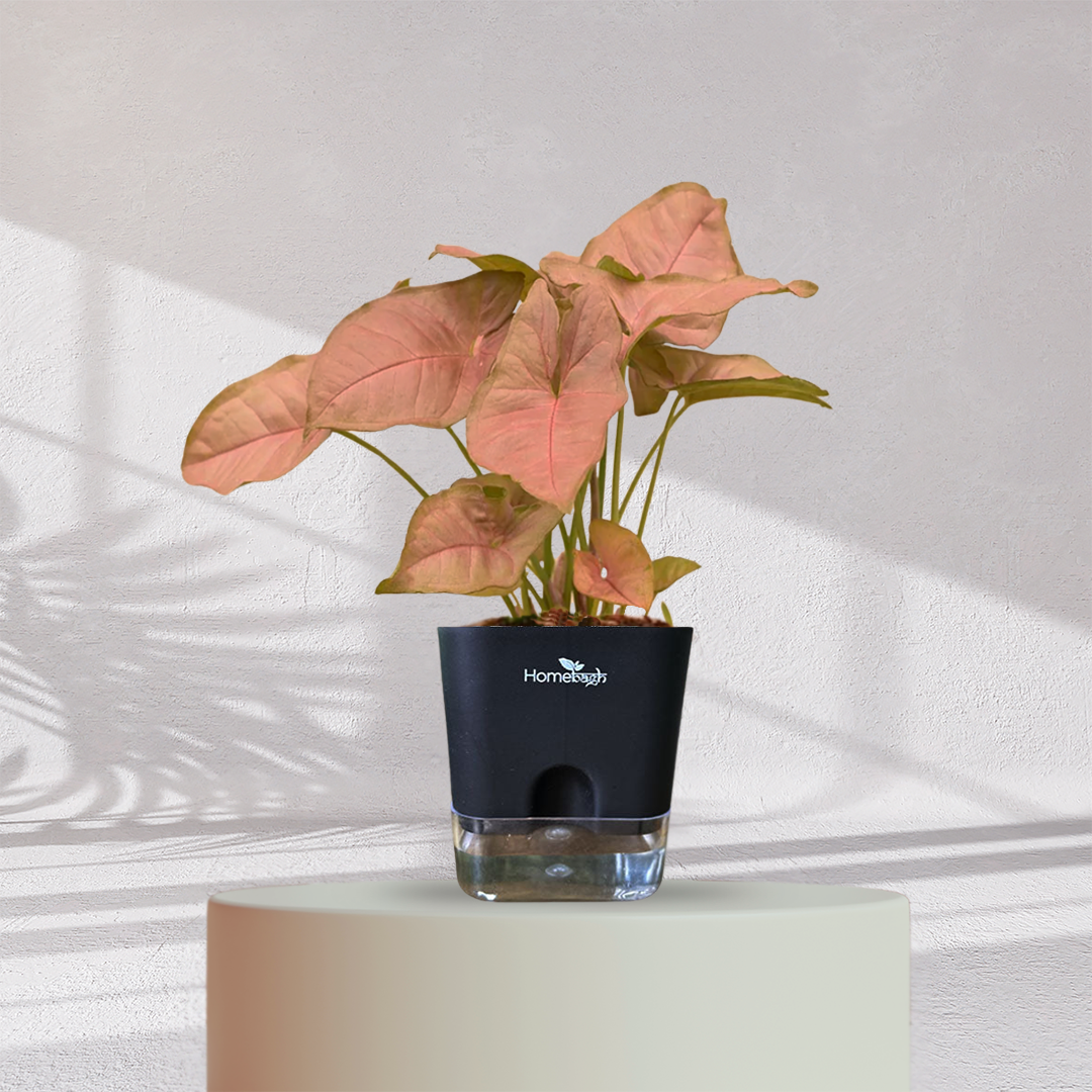 Syngonium Pink Plant