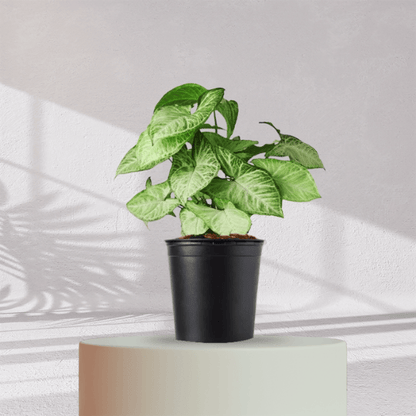 Syngonium Green Plant With Self Watering Pot - Homebagh