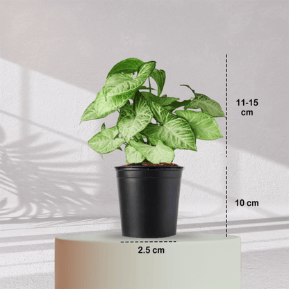 Syngonium Green Plant With Self Watering Pot - Homebagh