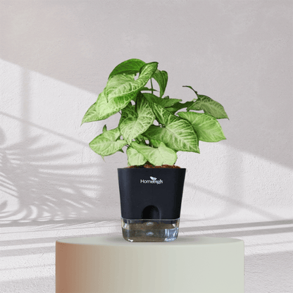 Syngonium Green Plant With Self Watering Pot - Homebagh