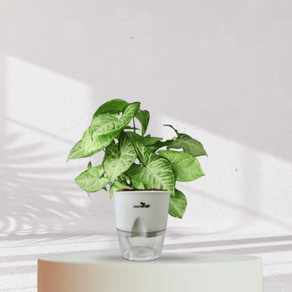 Syngonium Green Plant With Self Watering Pot - Homebagh