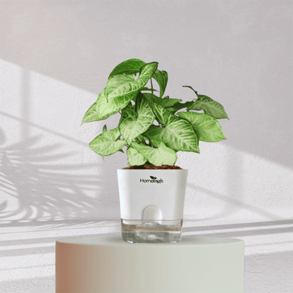 Syngonium Green Plant With Self Watering Pot - Homebagh