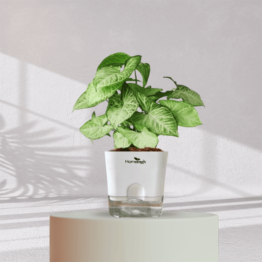 Syngonium Green Plant With Self Watering Pot - Homebagh