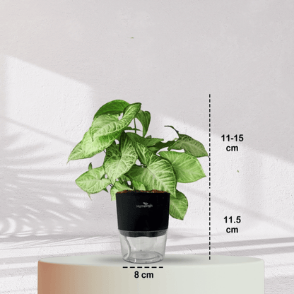 Syngonium Green Plant With Self Watering Pot - Homebagh