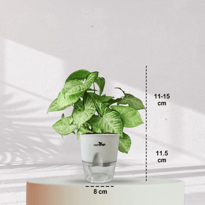 Syngonium Green Plant With Self Watering Pot - Homebagh