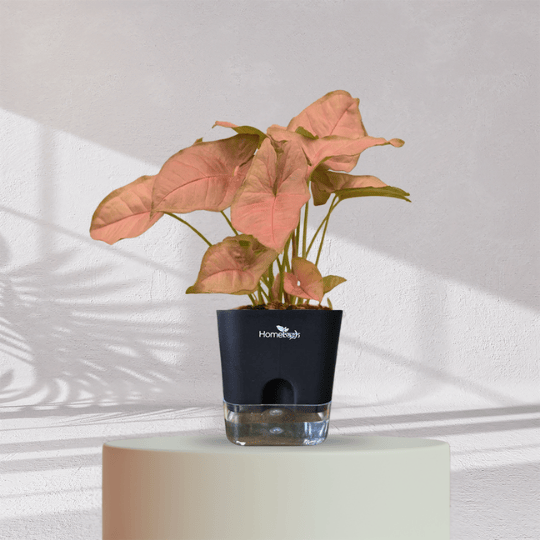 Syngonium Pink Plant With Self Watering Pot - Homebagh