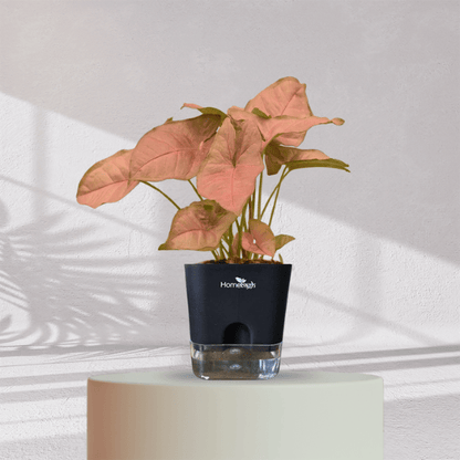 Syngonium Pink Plant With Self Watering Pot - Homebagh