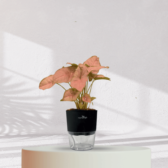 Syngonium Pink Plant With Self Watering Pot - Homebagh