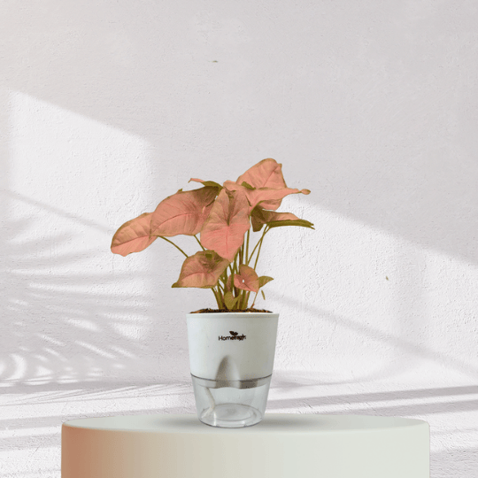 Syngonium Pink Plant With Self Watering Pot - Homebagh