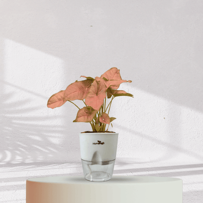 Syngonium Pink Plant With Self Watering Pot - Homebagh