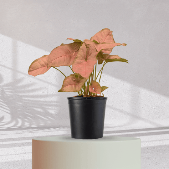 Syngonium Pink Plant With Self Watering Pot - Homebagh
