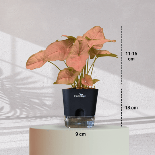 Syngonium Pink Plant With Self Watering Pot - Homebagh