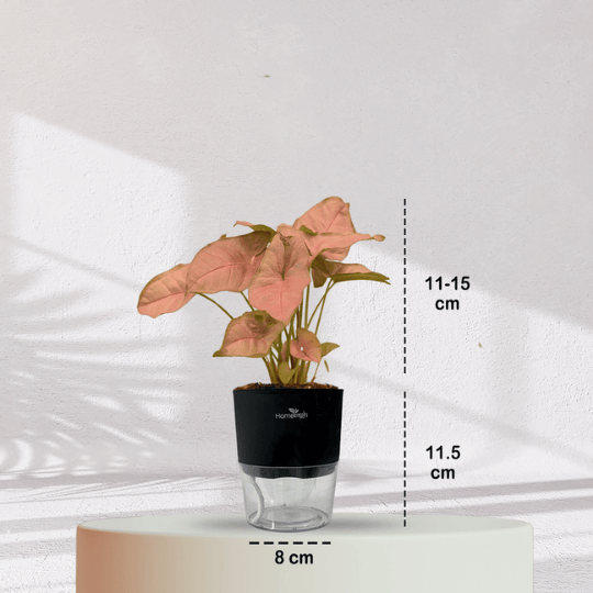 Syngonium Pink Plant With Self Watering Pot - Homebagh