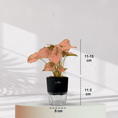 Syngonium Pink Plant With Self Watering Pot - Homebagh